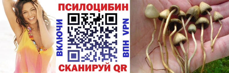 Псилоцибиновые грибы Cubensis  Купить где  Гремячинск 